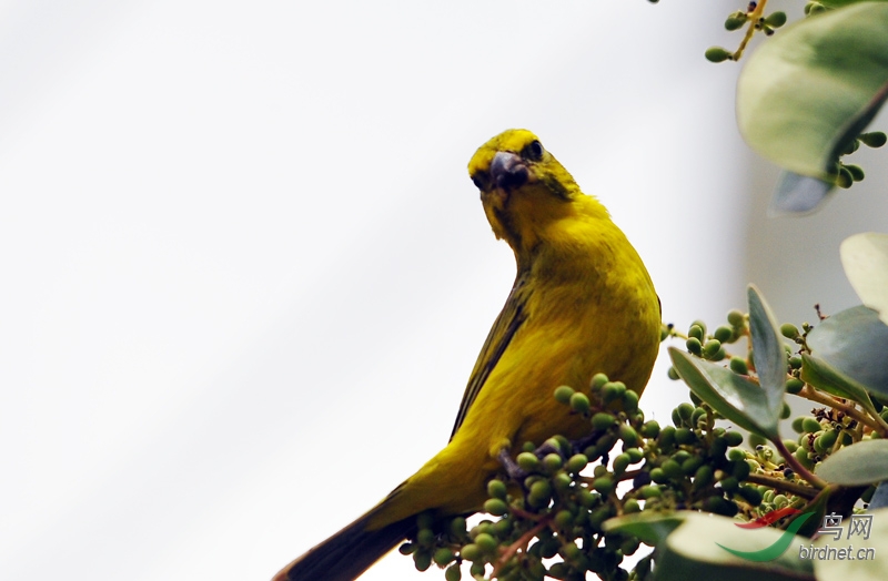 非洲鸟黄额丝雀