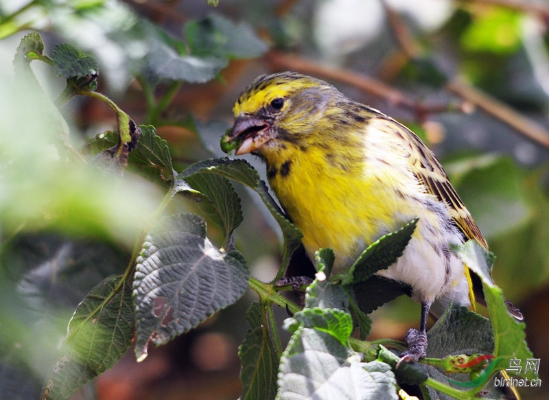 非洲鸟黄额丝雀