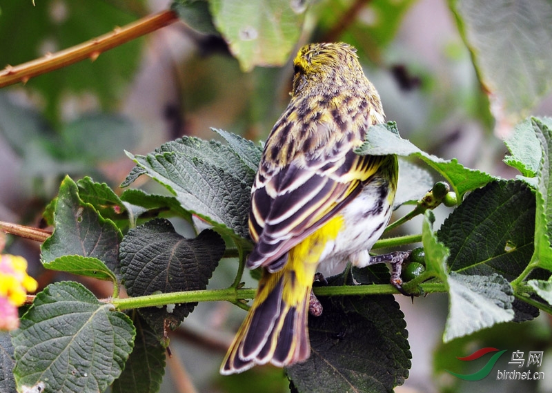 非洲鸟黄额丝雀