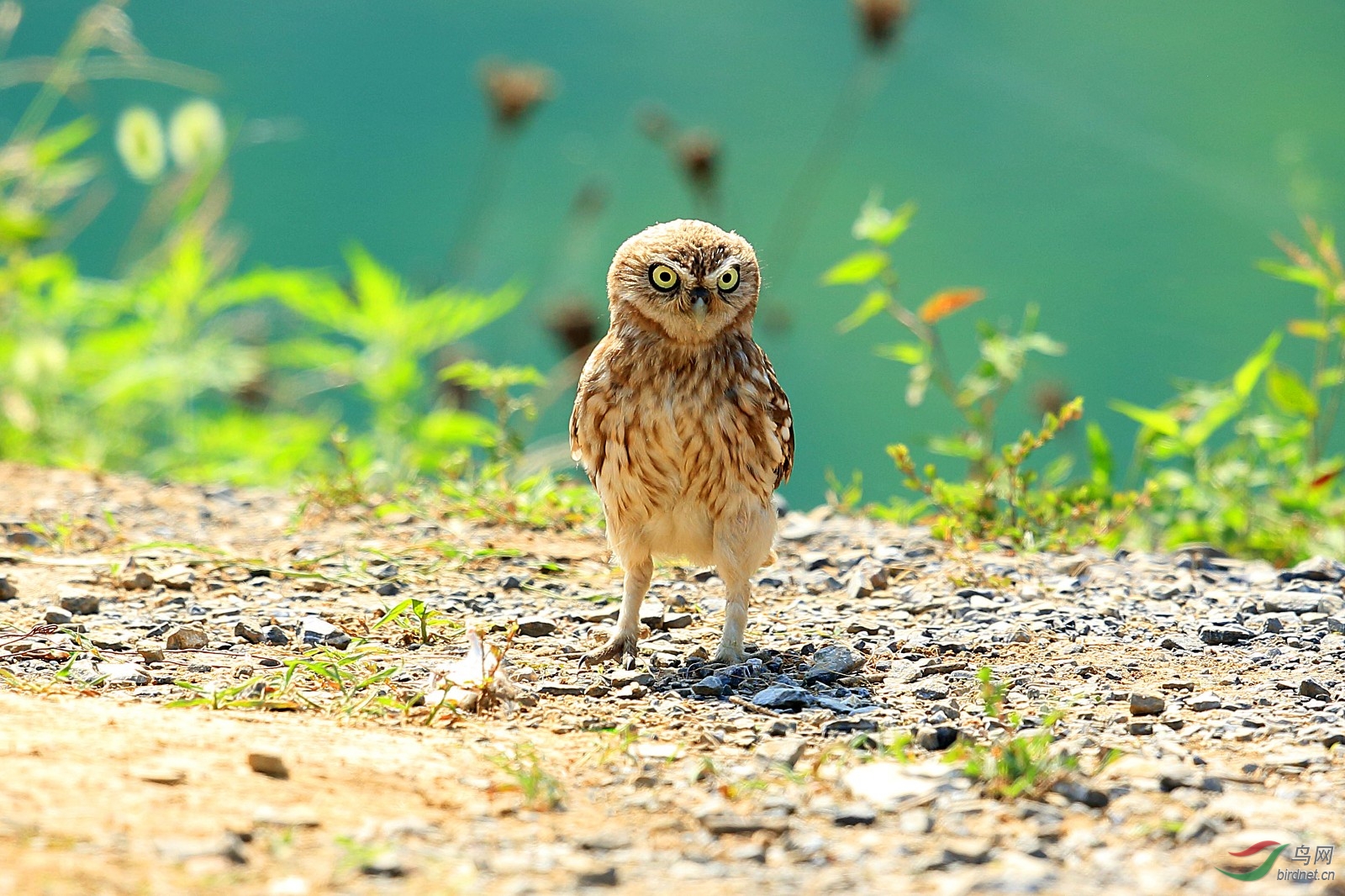 小猫闹春元宵节快乐
