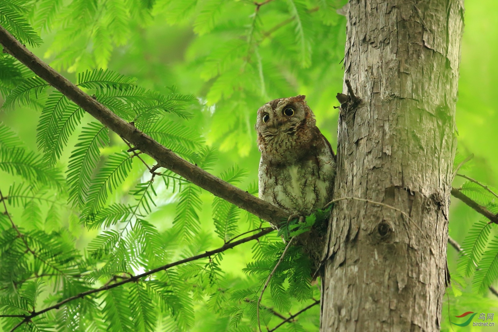小猫闹春元宵节快乐