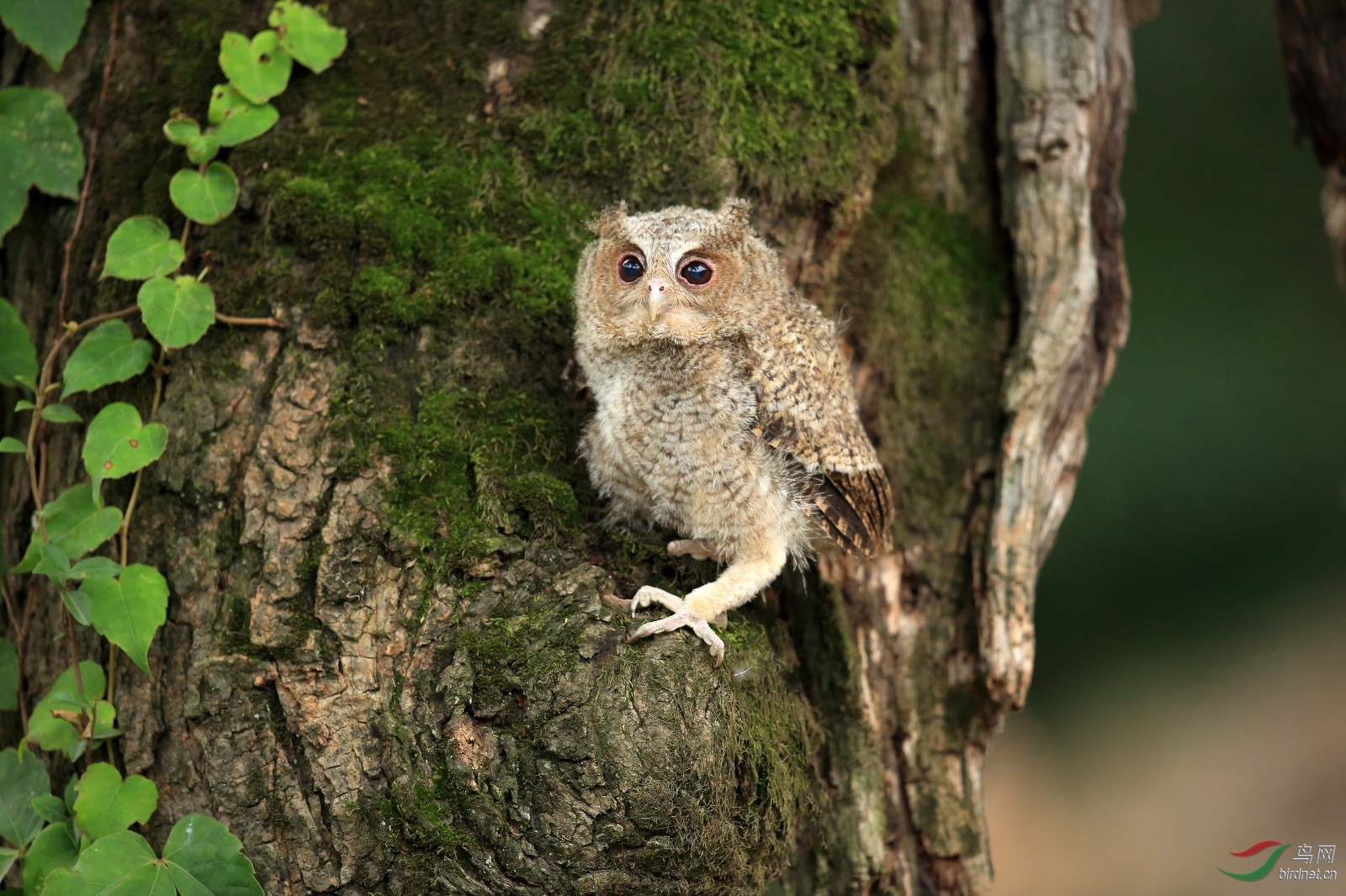 小猫闹春元宵节快乐
