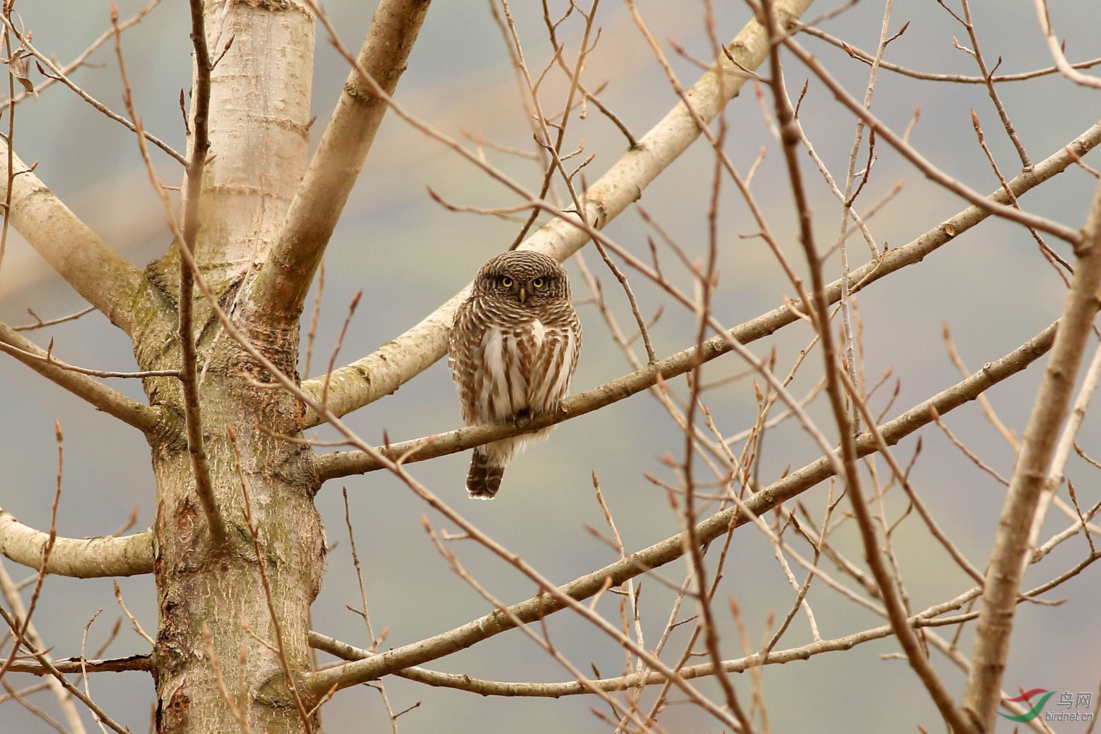 小猫闹春元宵节快乐