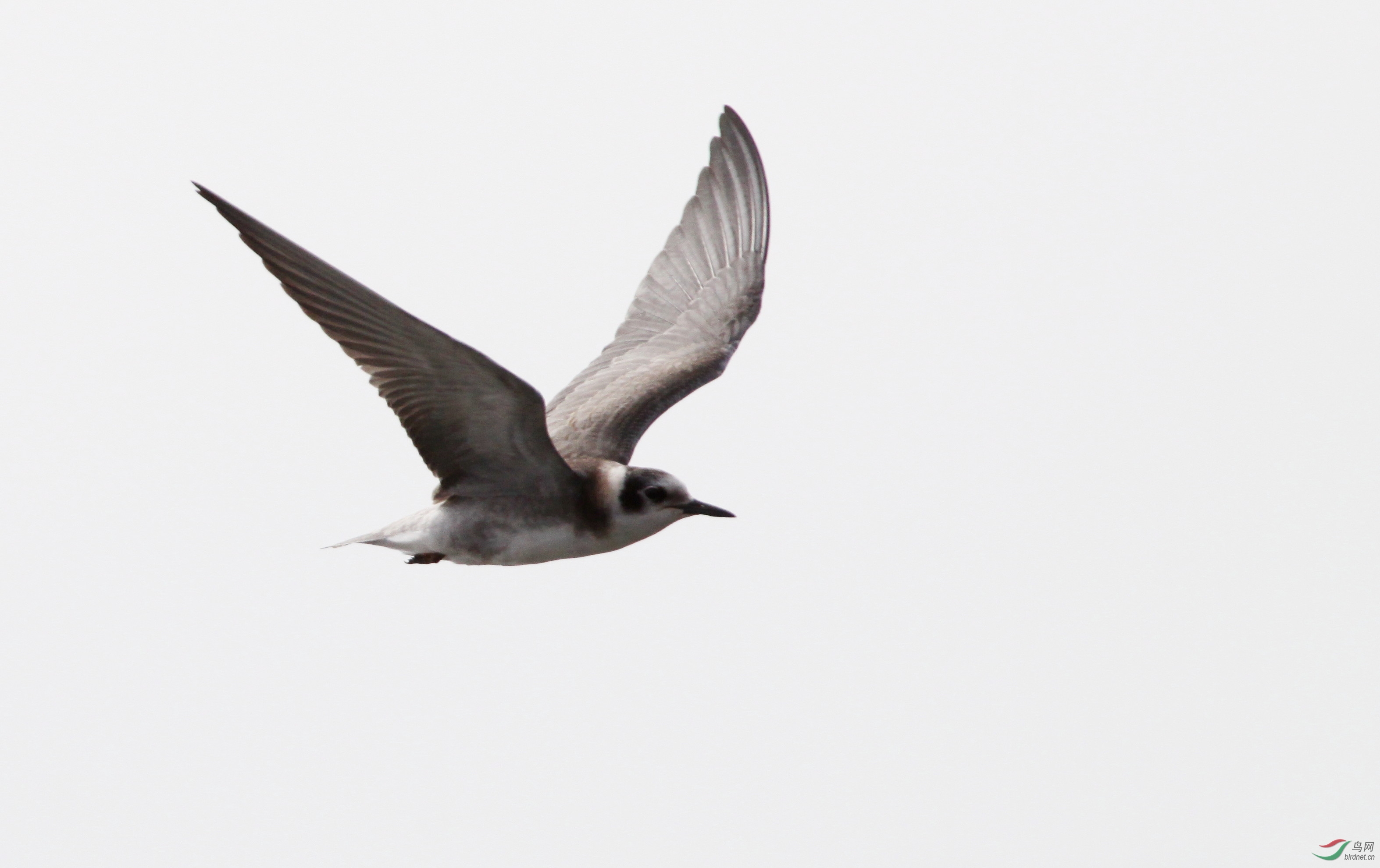 杂在一群普通燕鸥中的一只黑浮鸥