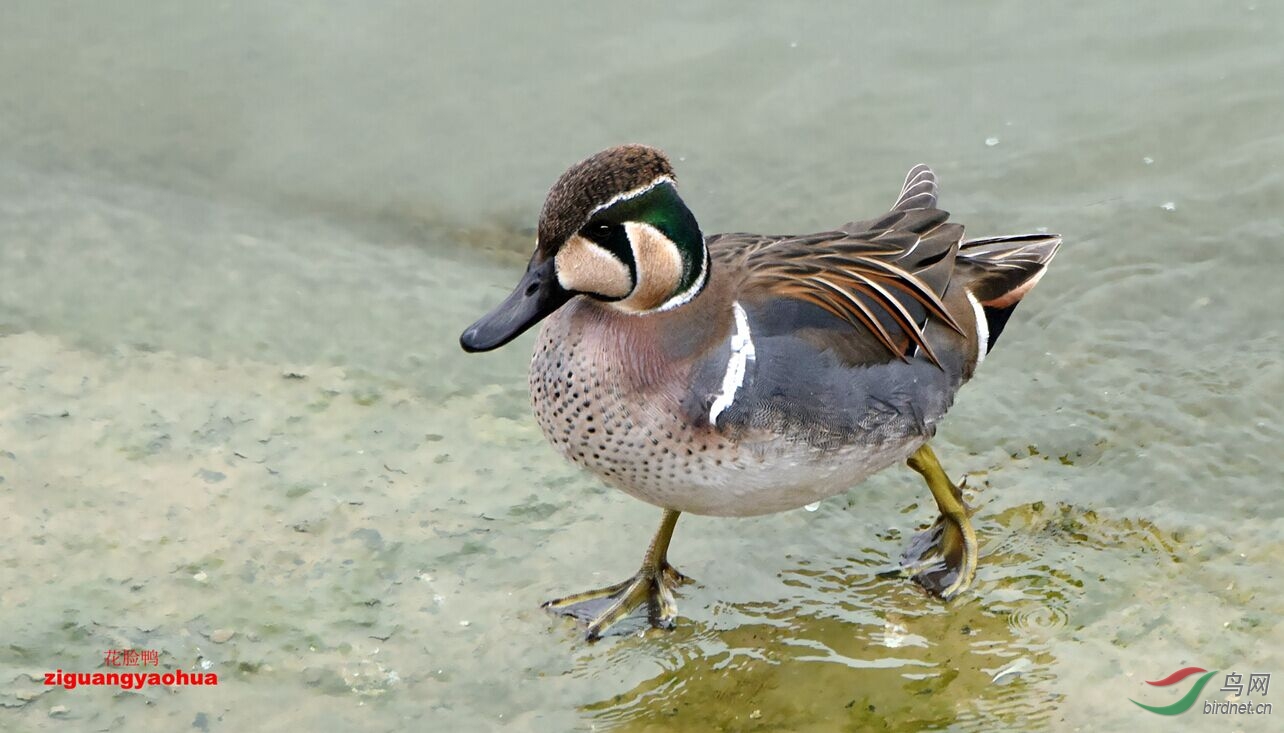 旌湖惊现花脸鸭