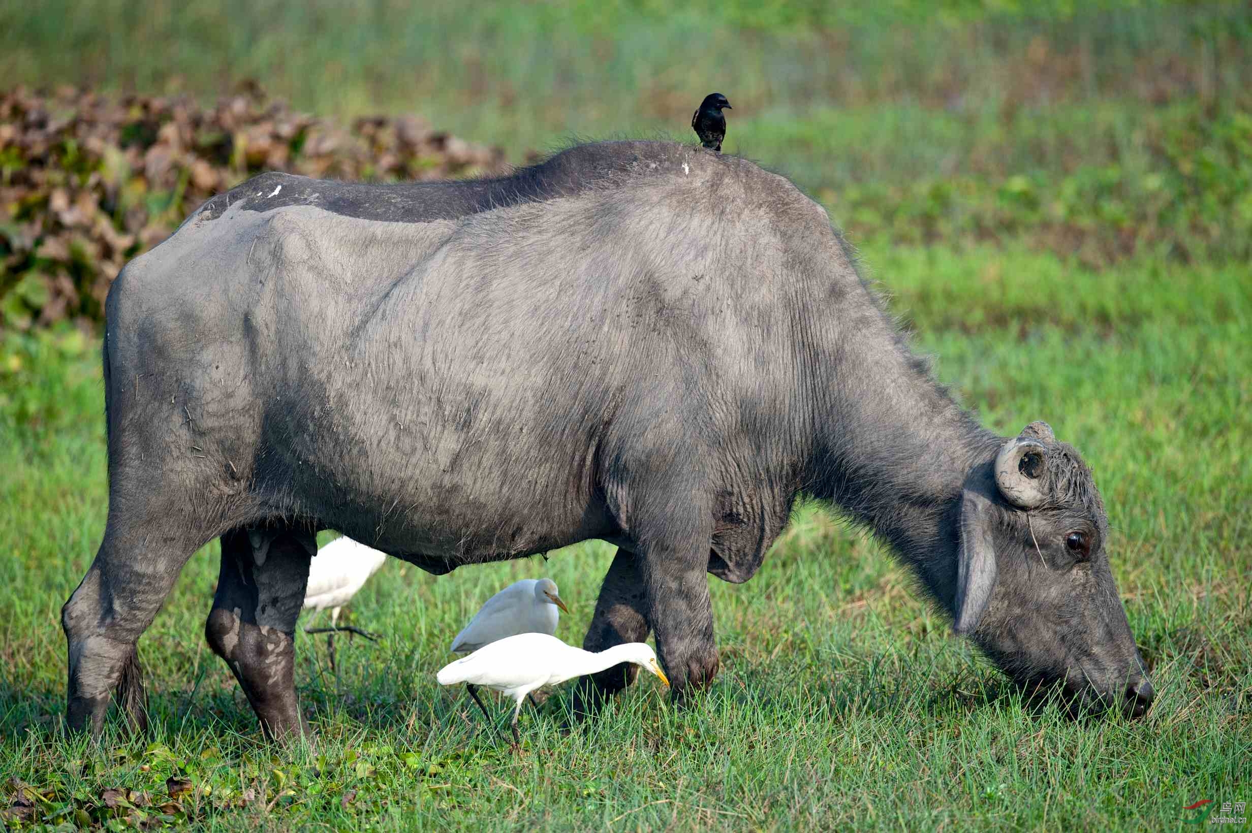 水牛背上的黑卷尾与白鹭