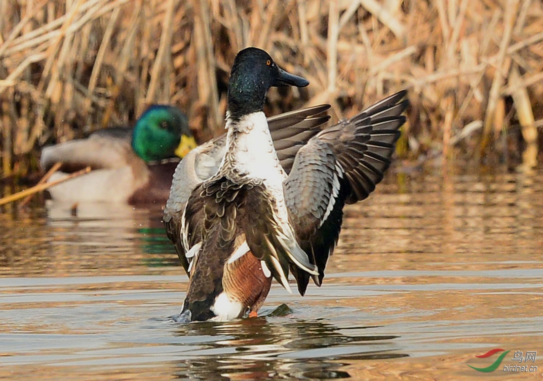 绿头鸭群中的流浪汉琵嘴鸭