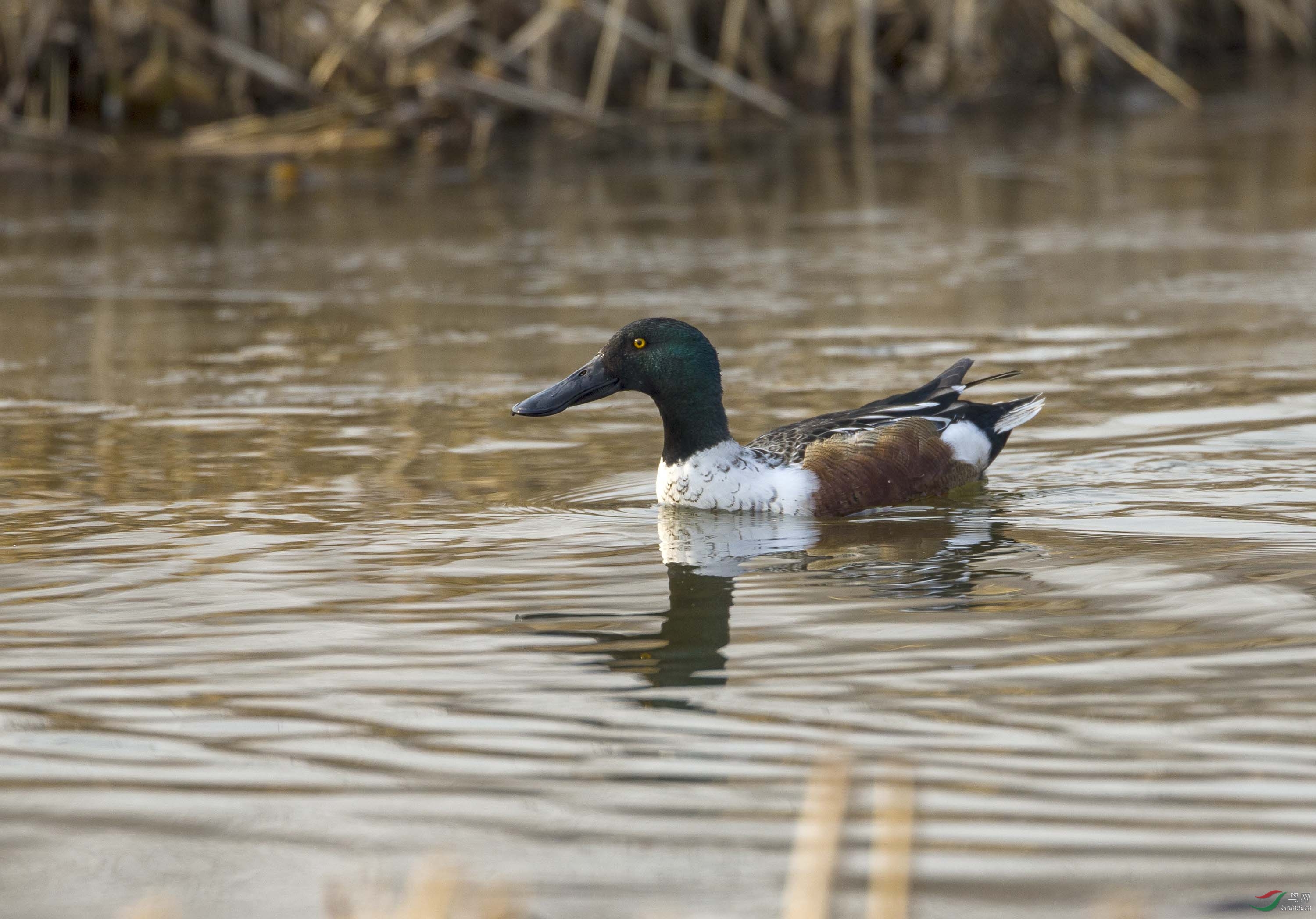 奥森有一只孤独的琵嘴鸭