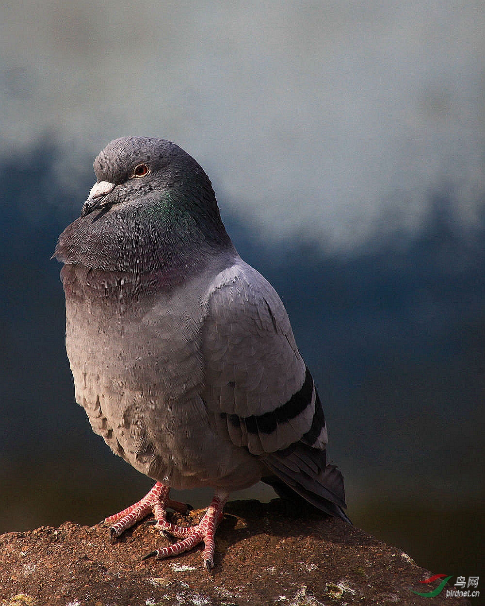 灰色的鸽子很漂亮啊