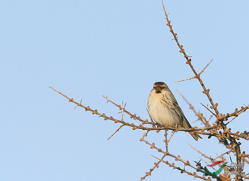 一組東北的林鳥