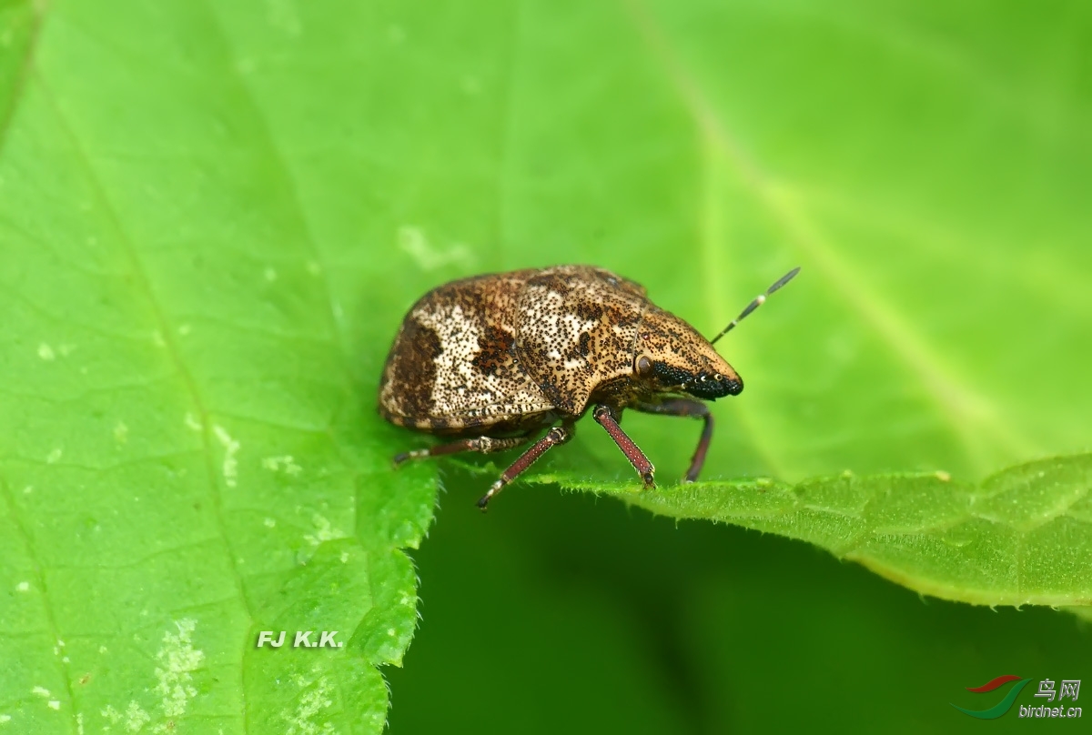 长焦 近摄镜拍小小虫
