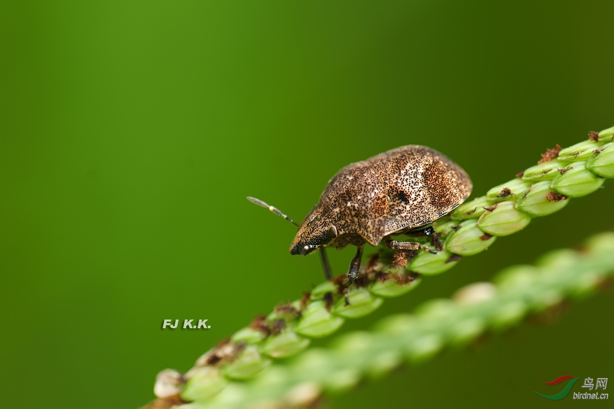 长焦 近摄镜拍小小虫