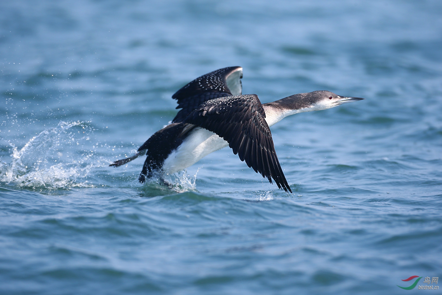[水鸟] (黑喉潜鸟)挡不住的诱惑---黑喉潜鸟