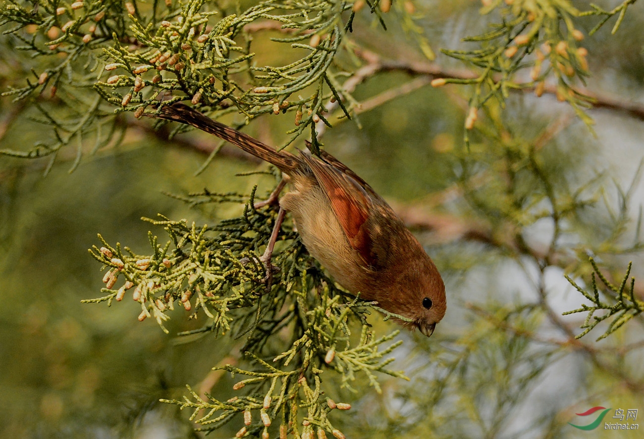 棕头鸦雀20150307 (4).jpg