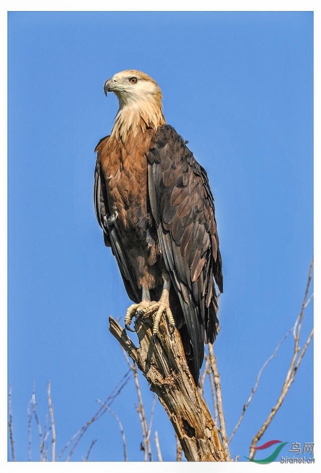 玉带海雕标准照