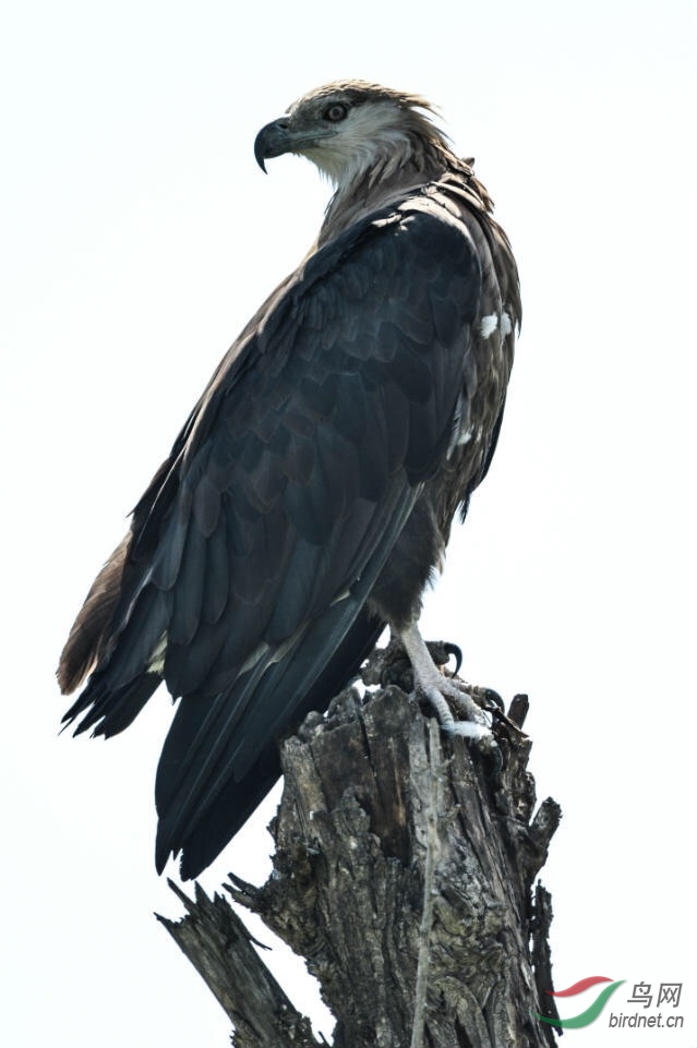 玉带海雕标准照