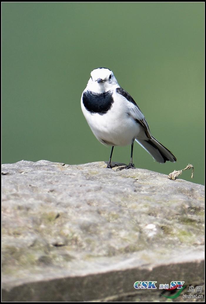 少见洁白的白鹡 