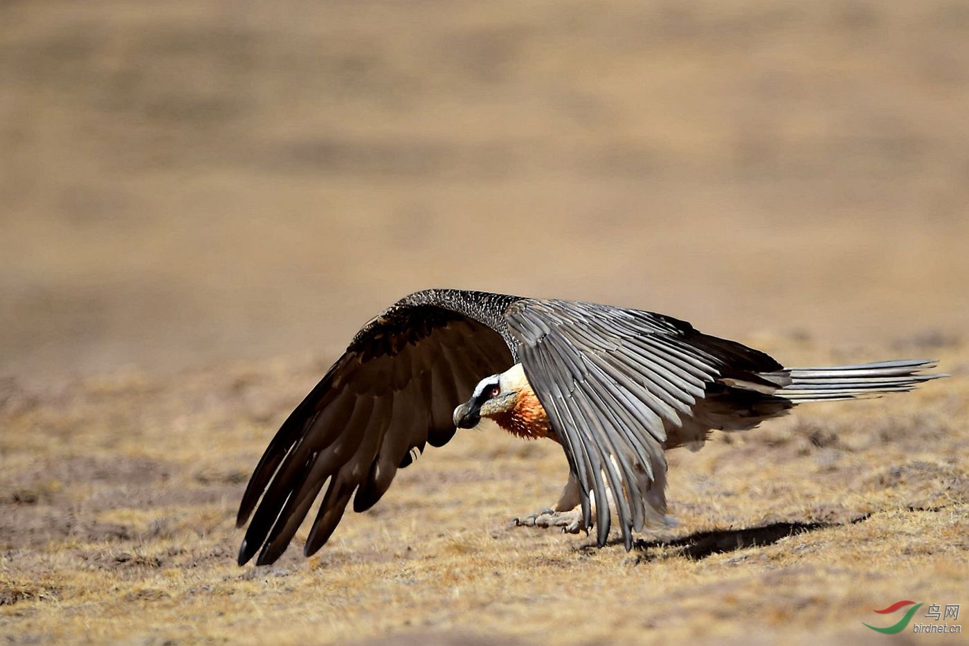草原上起飞的胡兀鹫〔雌