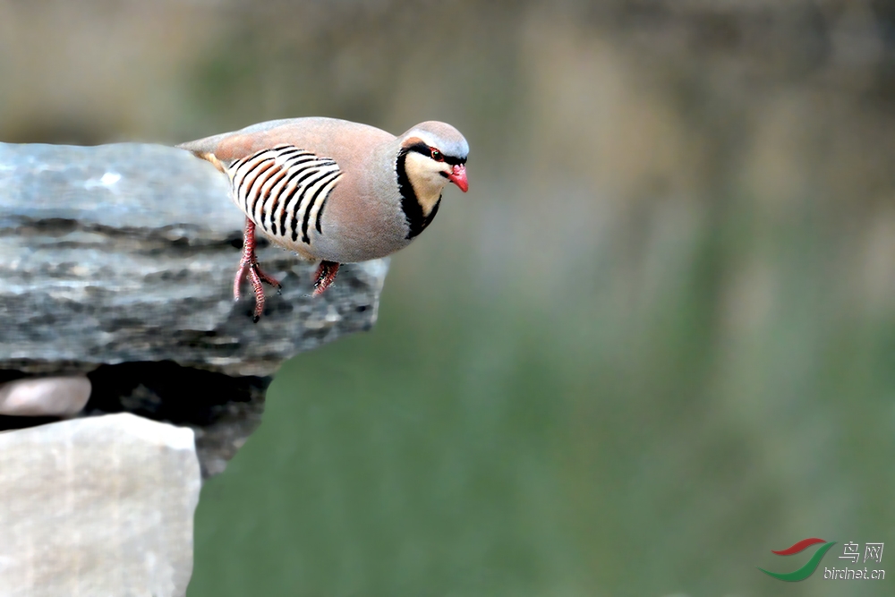 再发一个北方鸟种"石鸡"