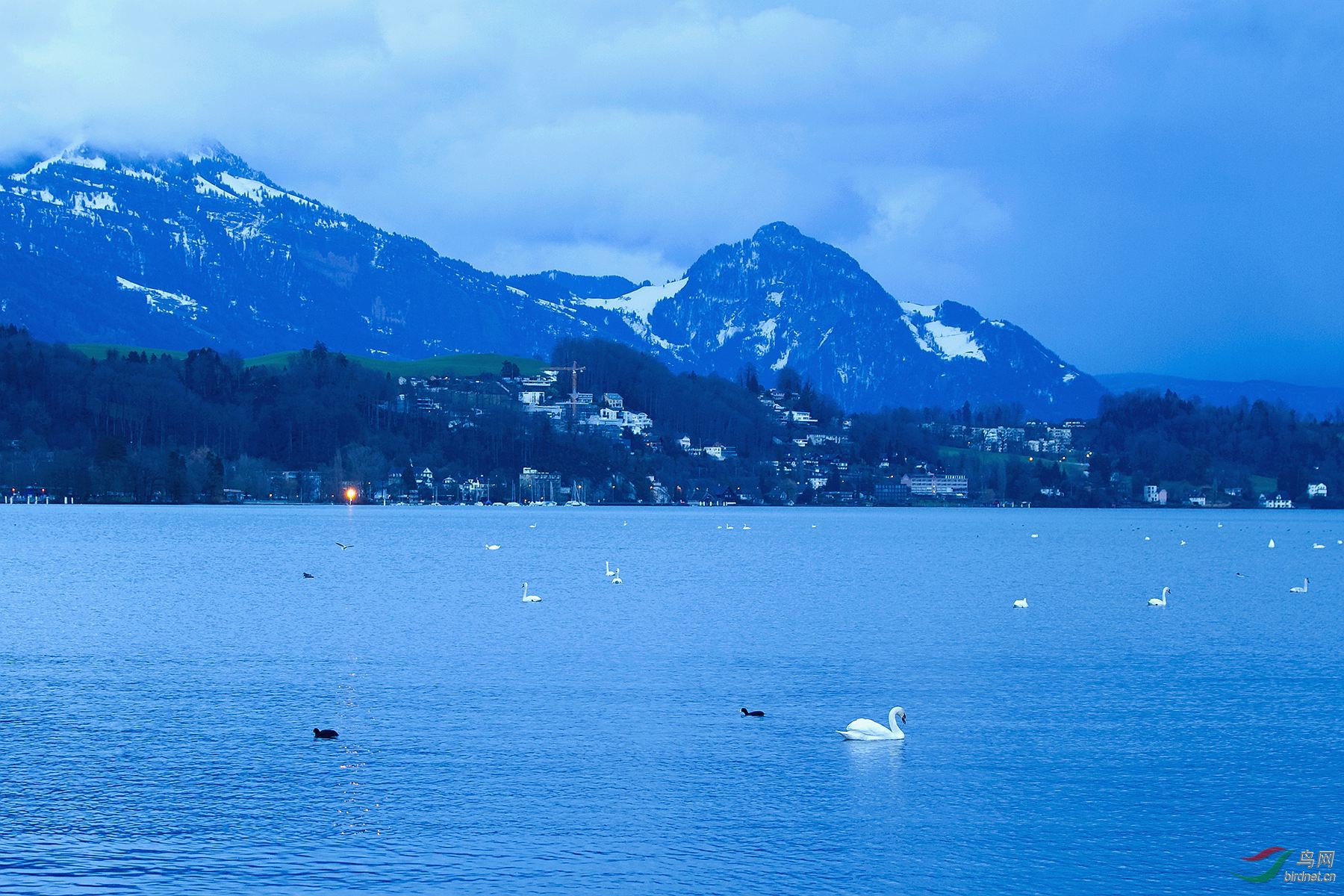 瑞士卢塞恩的天鹅湖