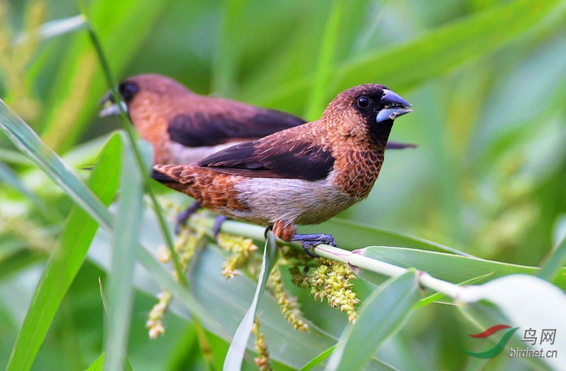 一對(白腰文鳥)