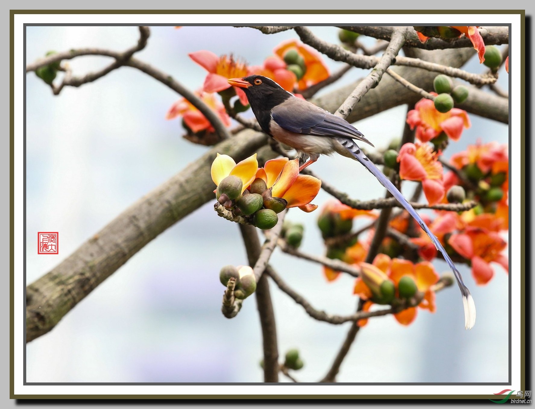 喜上枝头一红嘴蓝鹊
