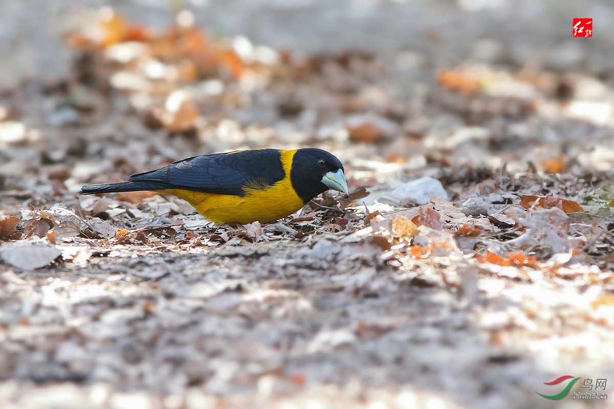 黄蜡嘴---------- - 上海版 shanghai 鸟网