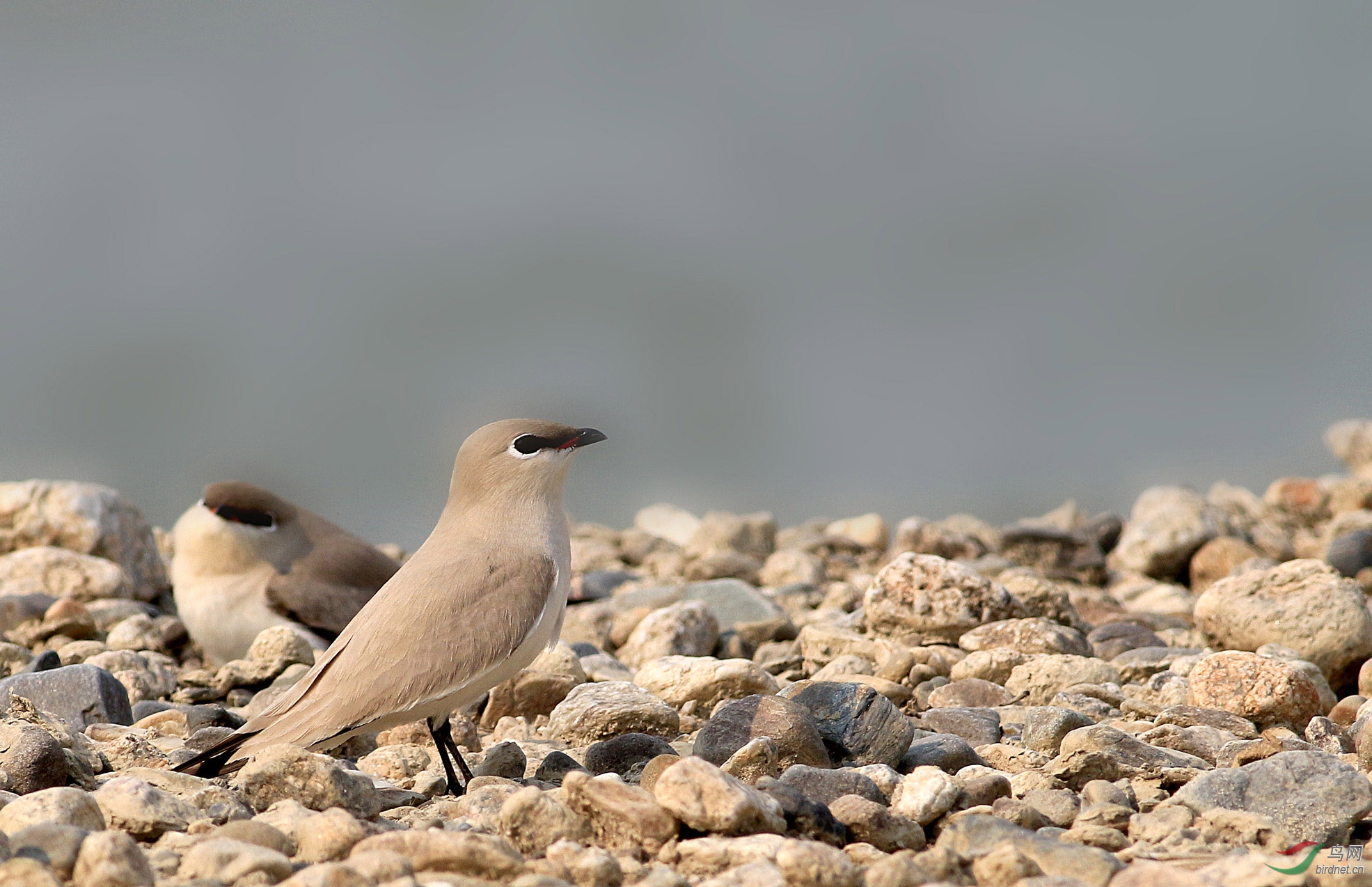 国家二级重点保护野生动物灰燕鸻