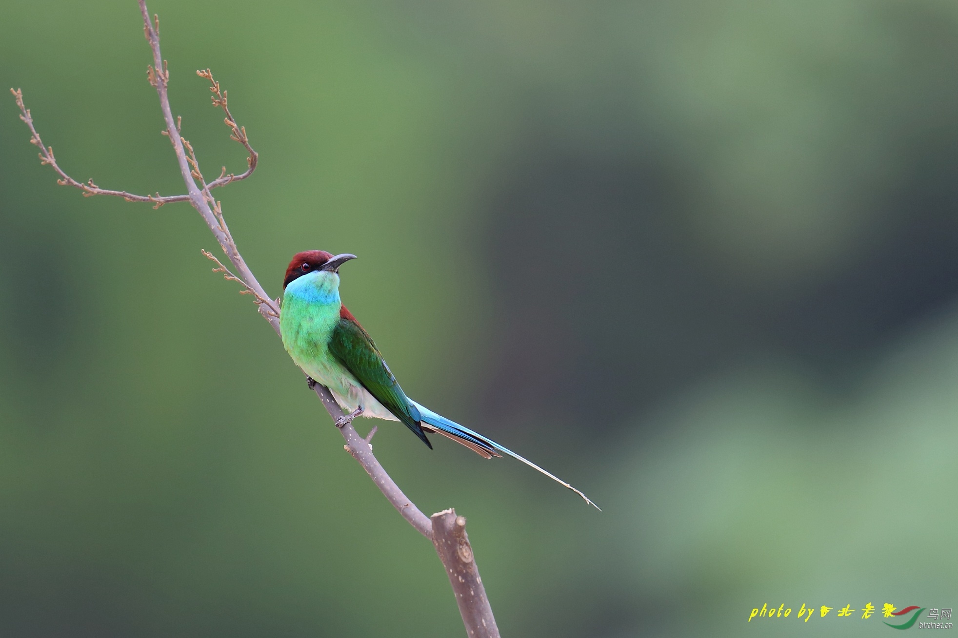 ==蓝喉蜂虎== - 四川版 sichuan 鸟网