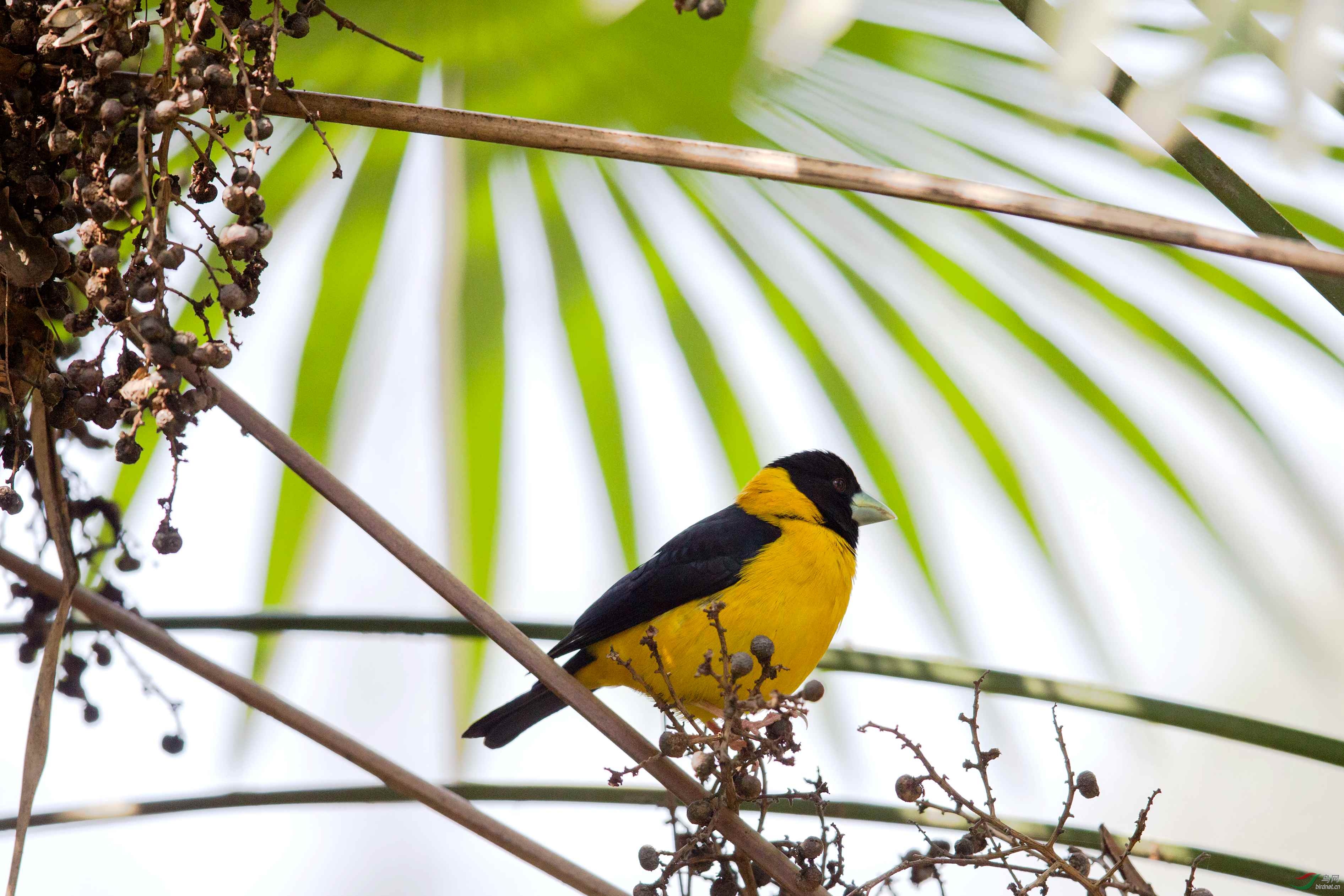 (黄颈拟蜡嘴雀)难得一遇黄颈拟蜡嘴