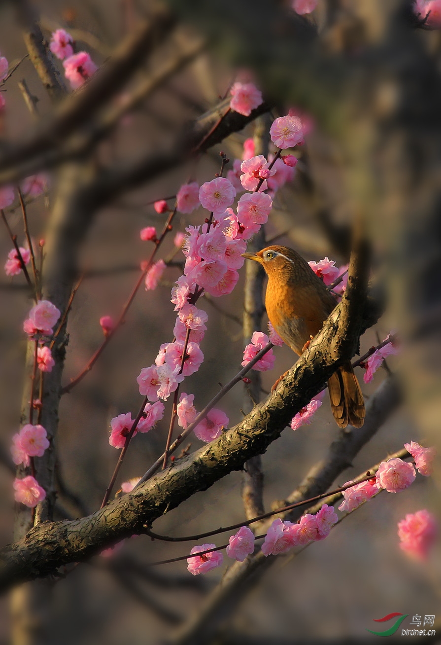 画眉梅花山画眉鸟