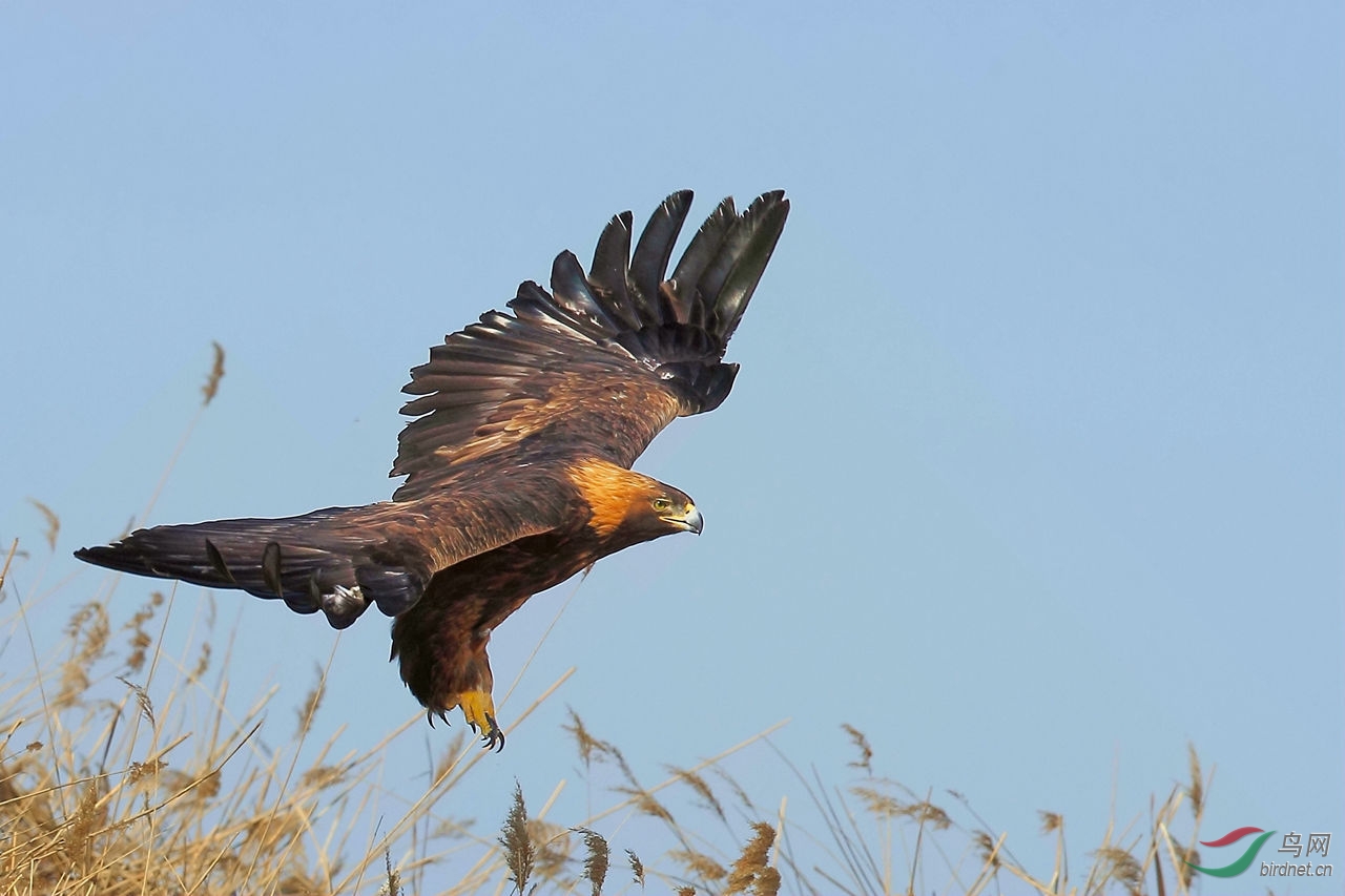 起飞的金雕为江苏版加油