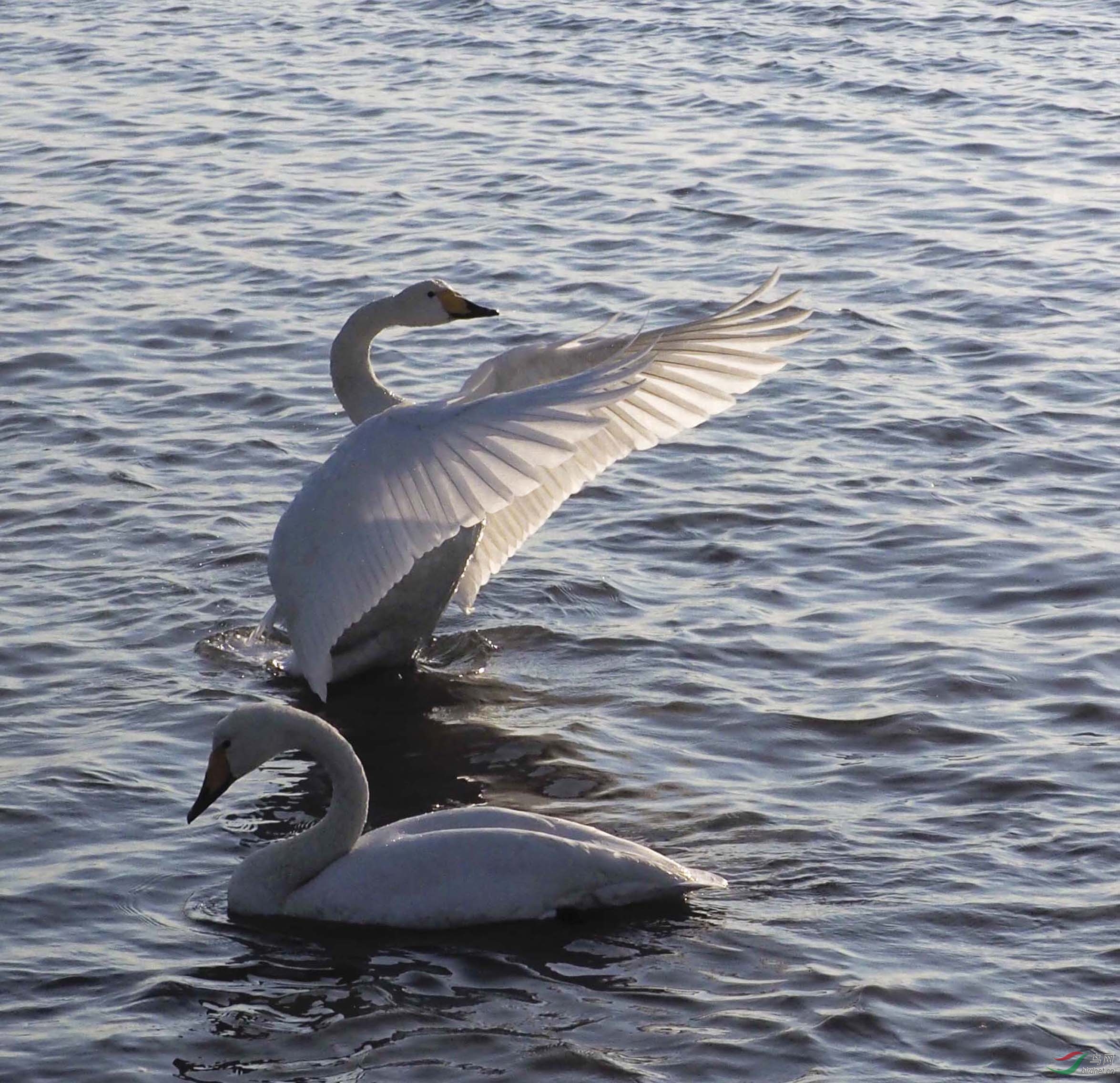 天鹅情侣的动与静