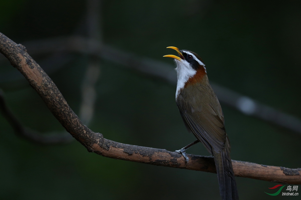 "泰国拍鸟记录"之十六 ~~ 灰头钩嘴鹛