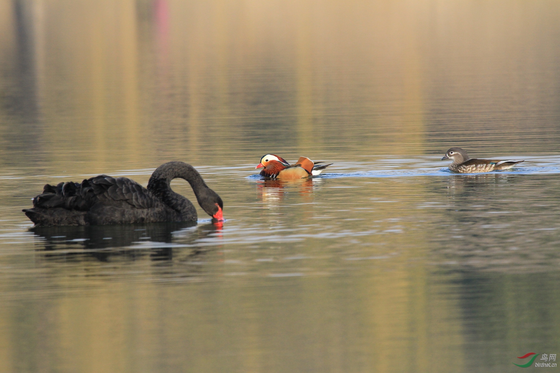 圆明园的黑天鹅和鸳鸯