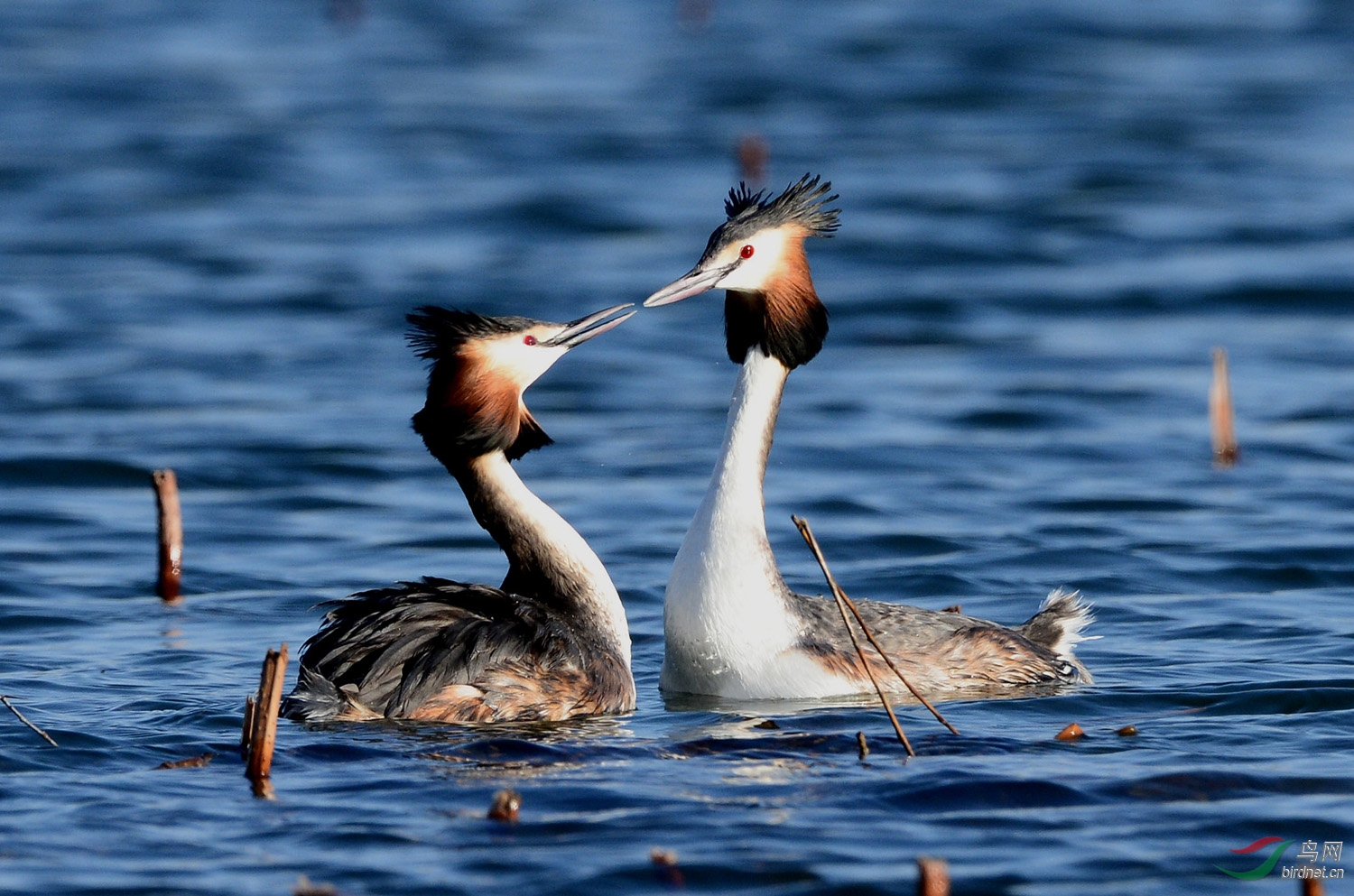 颐和园的凤头鷉