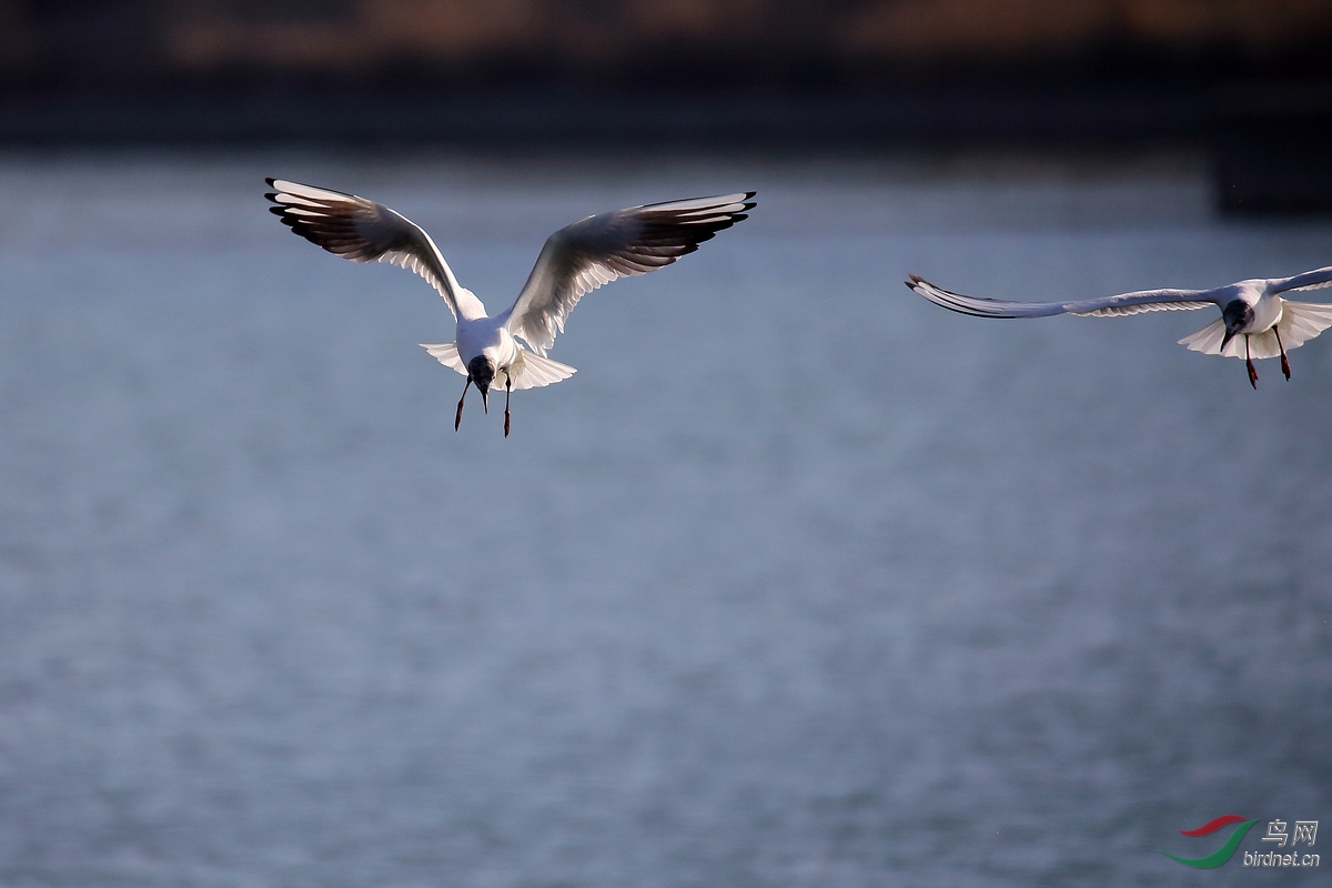 ̫ԭ�ĺ���Ÿ