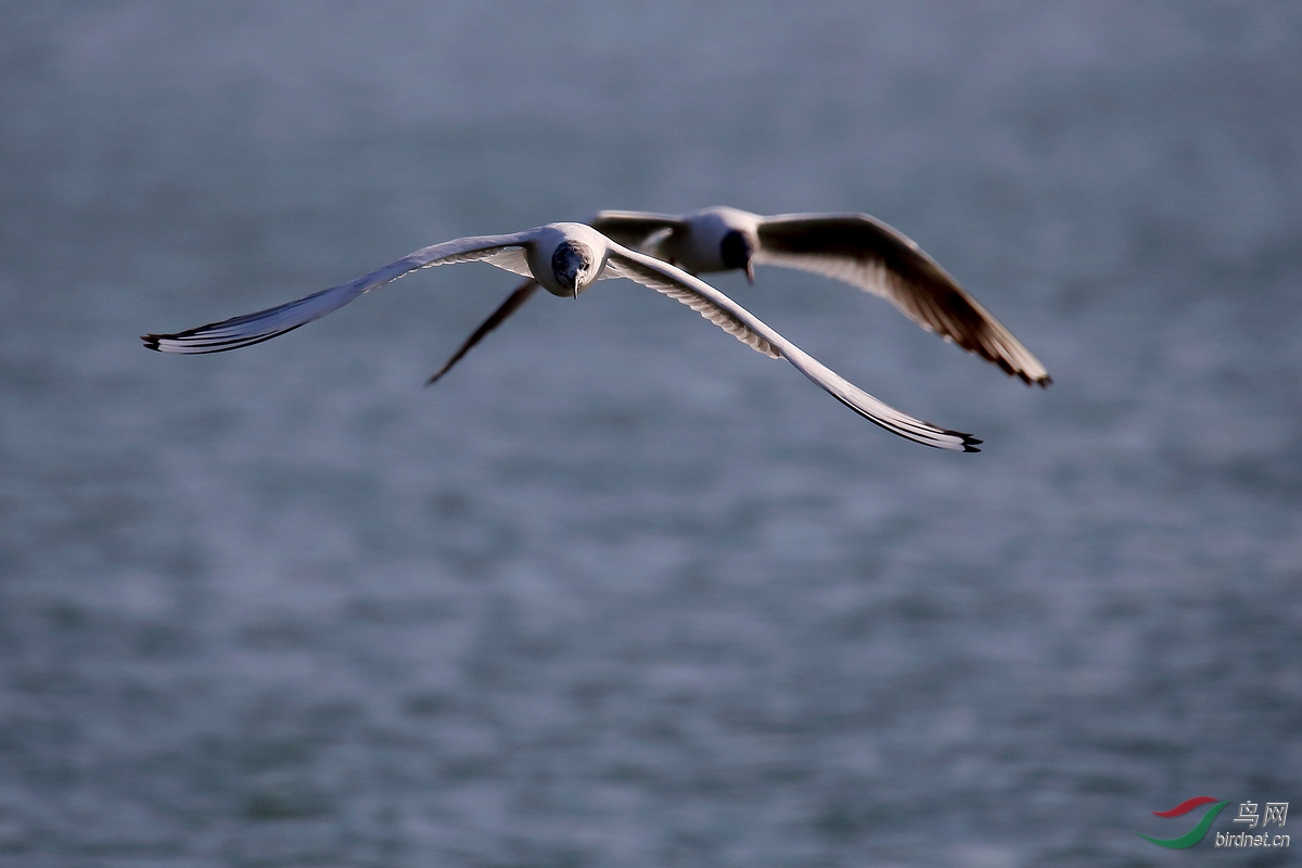 ̫ԭ�ĺ���Ÿ