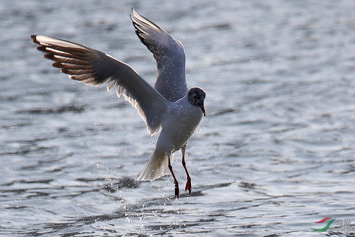 ̫ԭ�ĺ���Ÿ