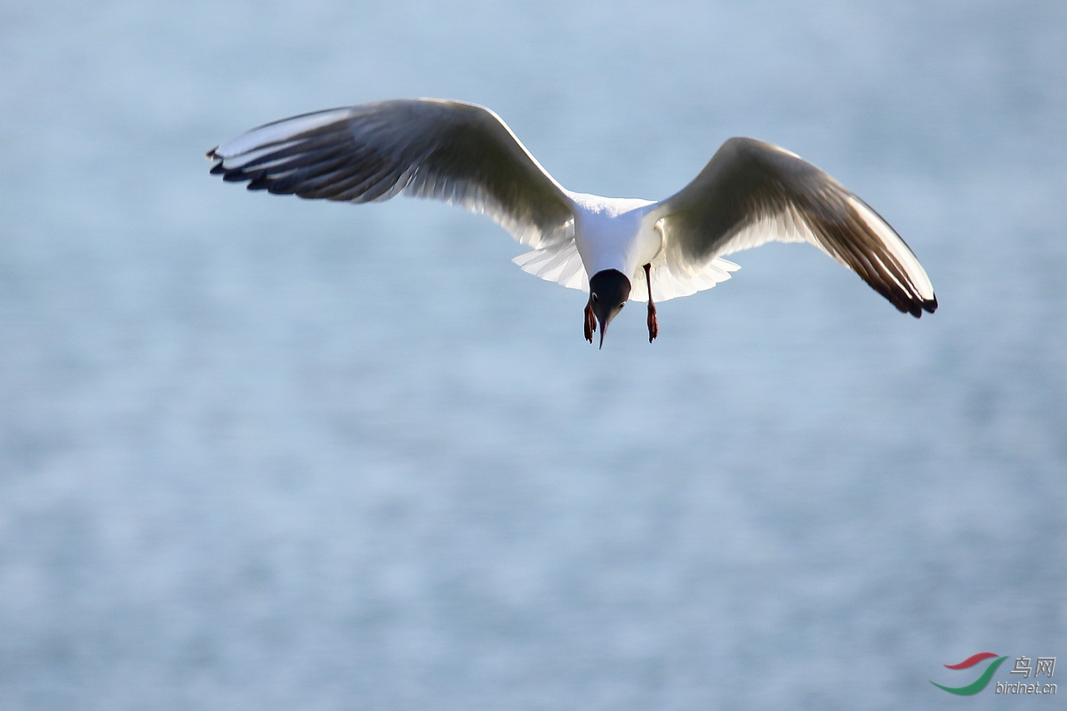 ̫ԭ�ĺ���Ÿ