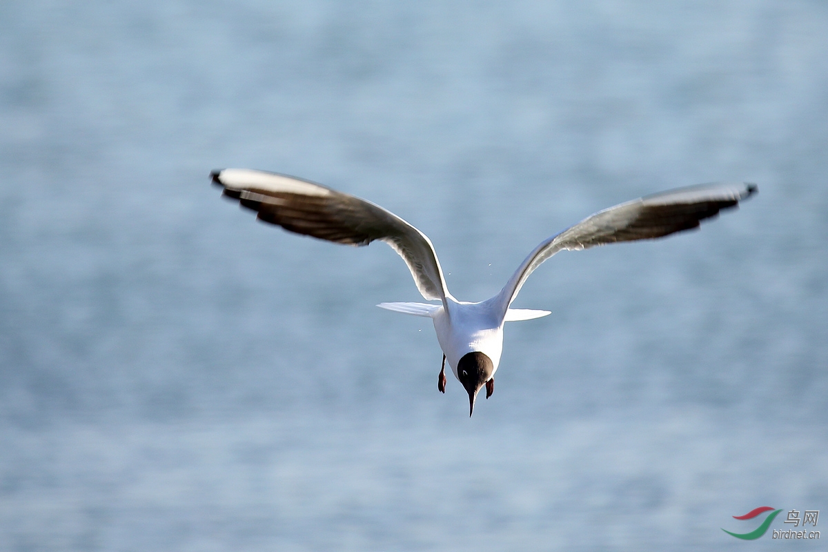 ̫ԭ�ĺ���Ÿ