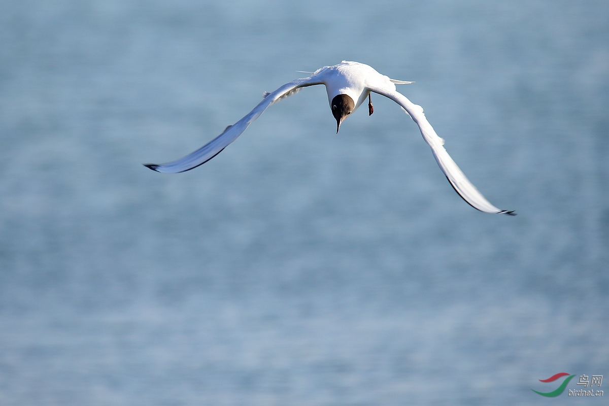 ̫ԭ�ĺ���Ÿ