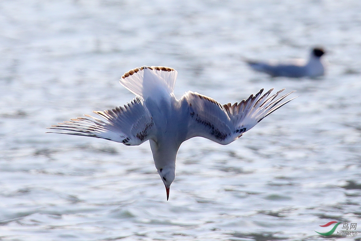 ̫ԭ�ĺ���Ÿ