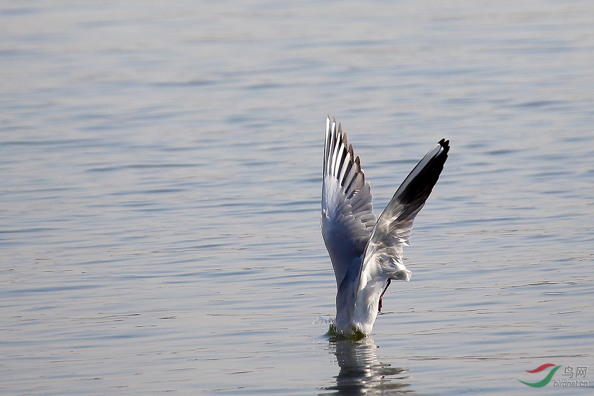 ̫ԭ�ĺ���Ÿ