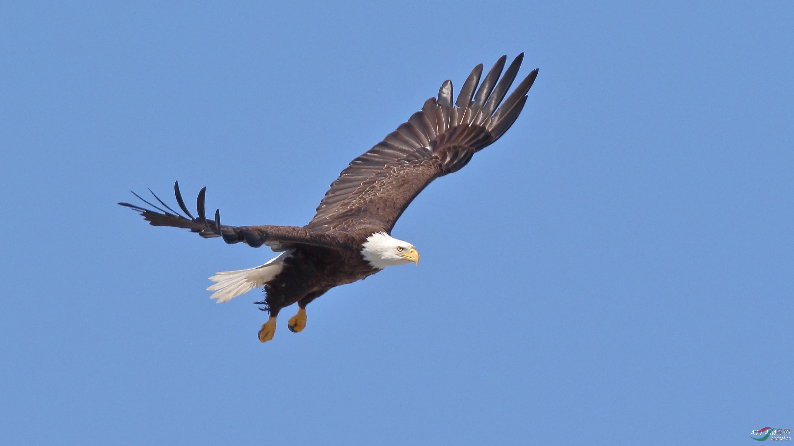 bald eagle(白头海雕)