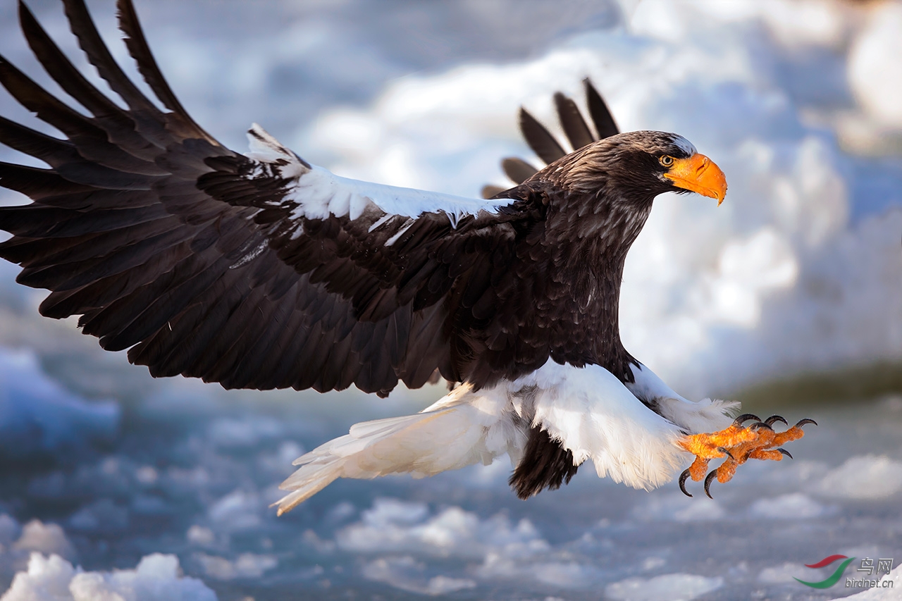 虎头海雕的风采