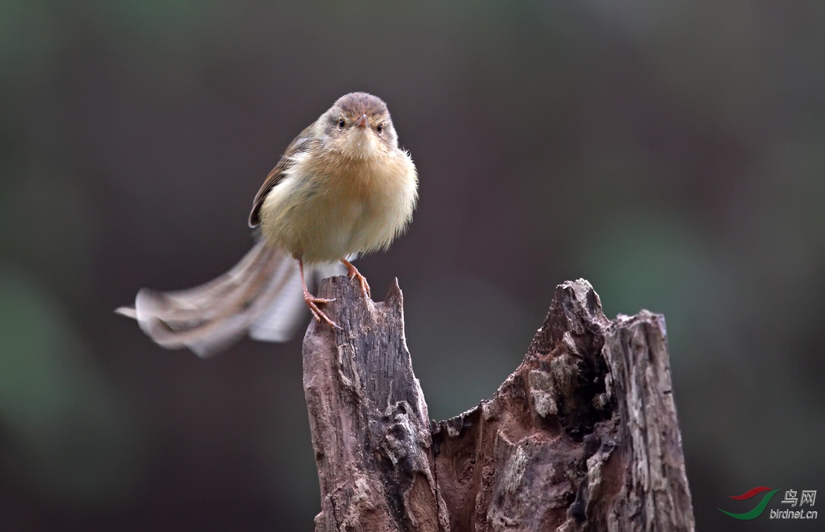 毛茸茸的小鹪莺 - 四川版 sichuan 鸟网