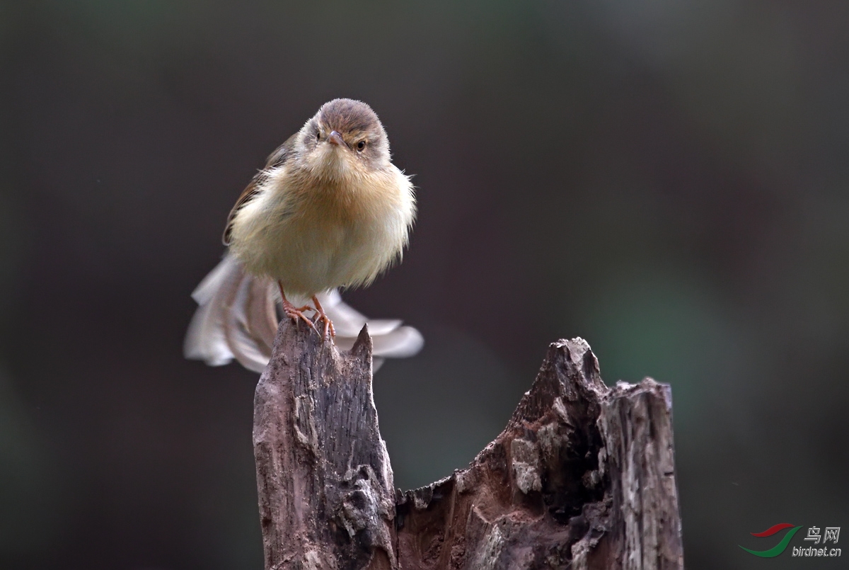 毛茸茸的小鹪莺 - 四川版 sichuan 鸟网