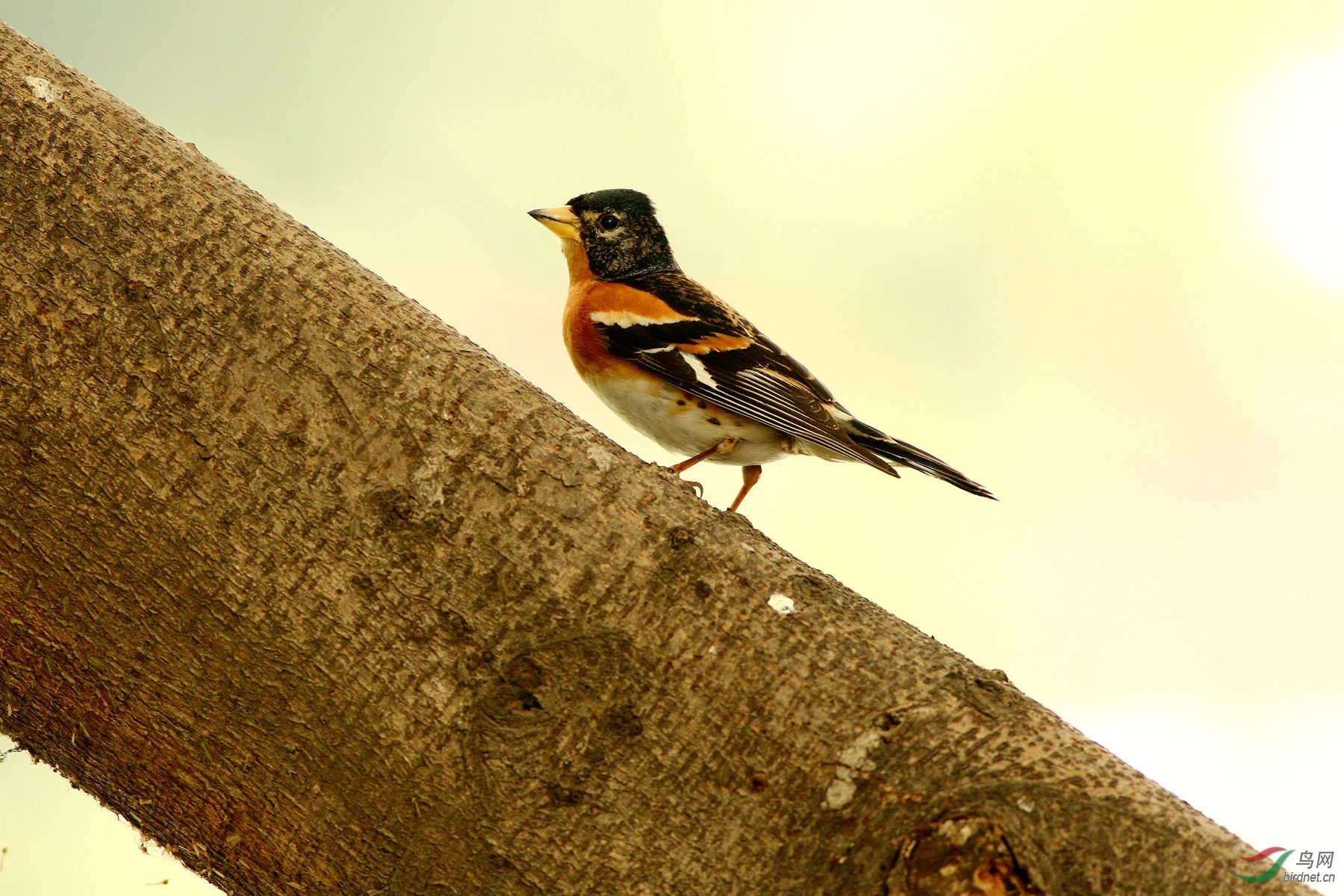 燕雀安知鸿鹄之志