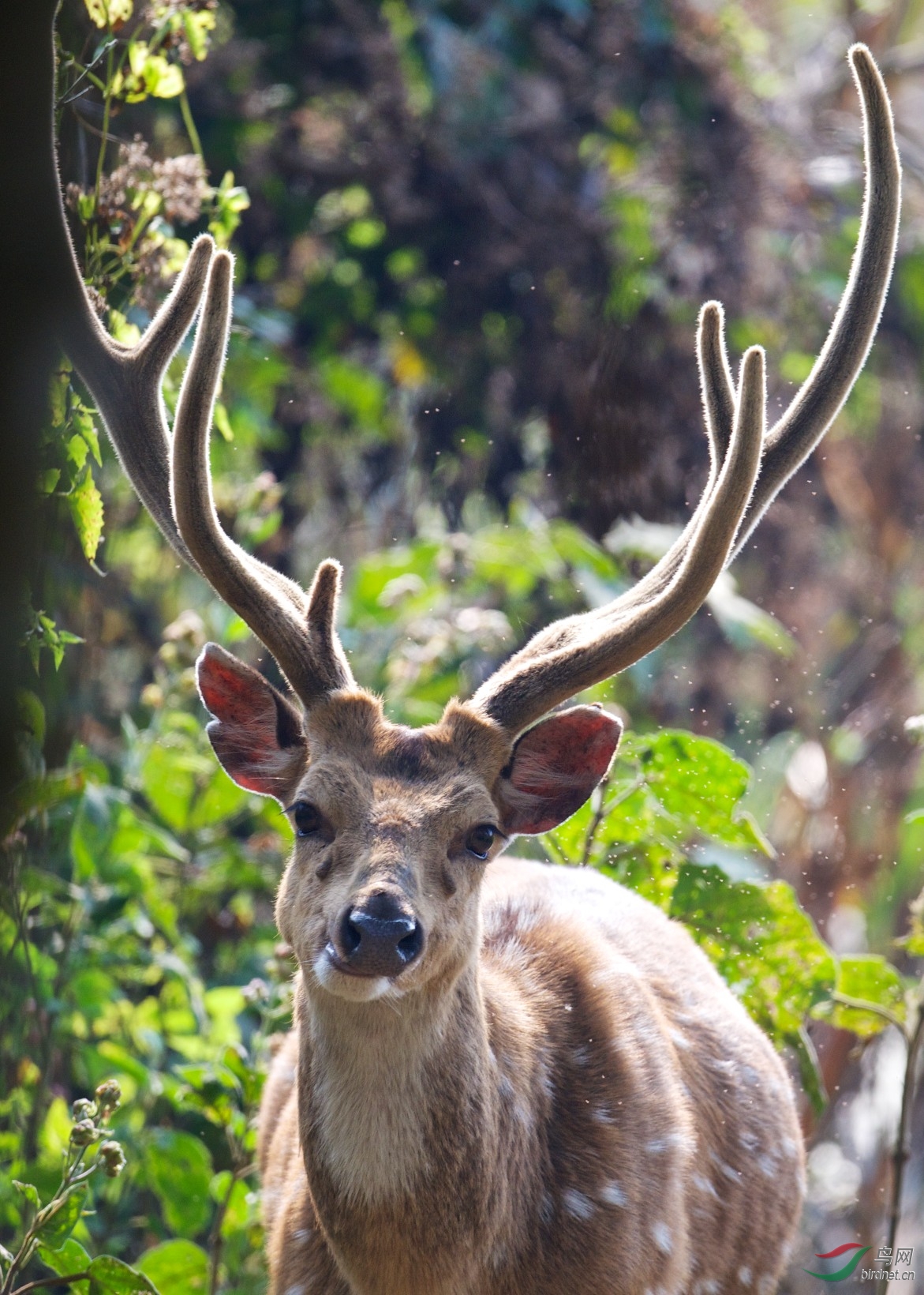 尼泊尔奇特旺拍到的野生白斑鹿